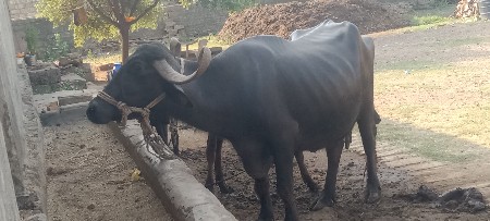 ભેંસ વેચવાની છે