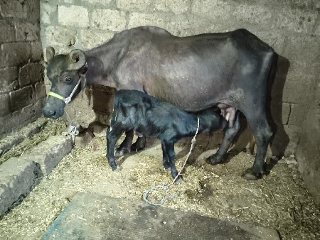 આ બંને ભેંસ વેચવાની છે