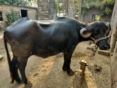 ખળેલી વેચવાની છે