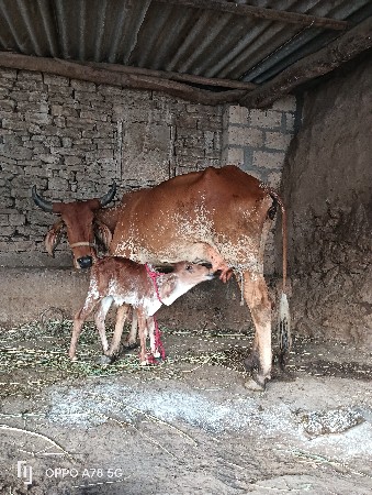 ગાય વેચવાની છે