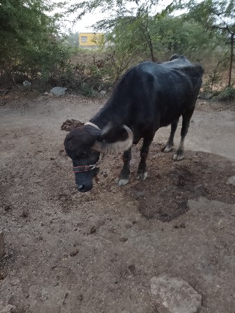 hardash bhai