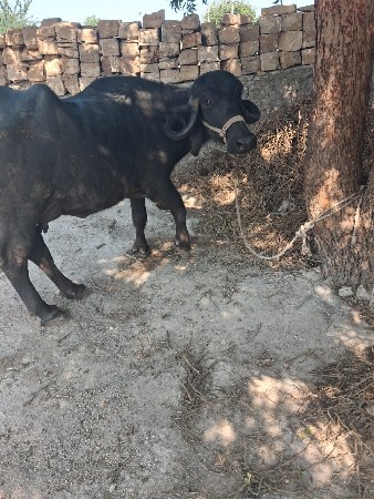 ૧૦ દિવસ ની કાશી ૩ વેતર