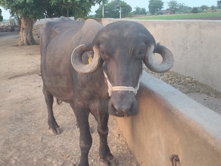 ભેંસ વેચવાની છે