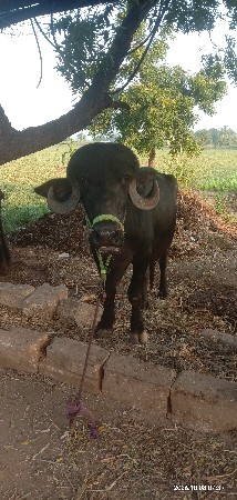 ભેસ વેચવાની છે