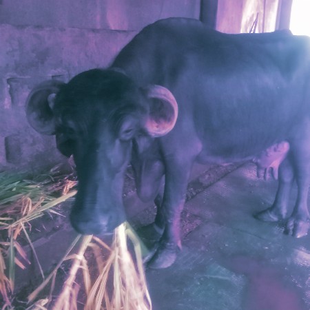 ૨ ભેંસ વેચવાની છે