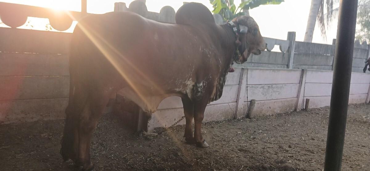 gir bull