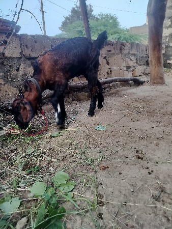 બસલી વેચવાની છે