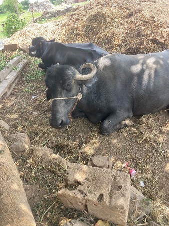 ભેંસ