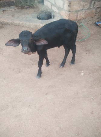 ભેસ વેસવાની