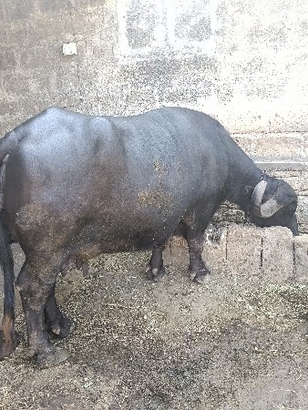 ભેંસ વેચવાની છે