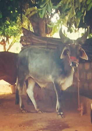 ગોઢલો વેસવા નો છે સાર દાતે