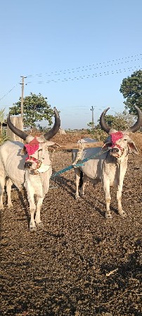 બળદ વેચવાના છે