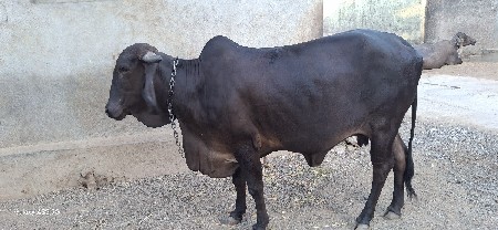 બ્લેક કપિલા