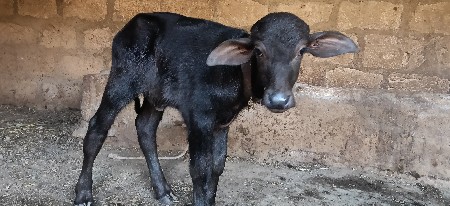 પાડો