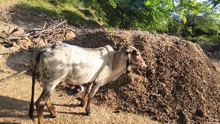 આ ગાય વેચવાની સે