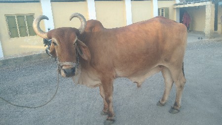 બળદ