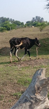 sf vachdi