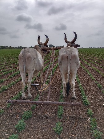 આ બળદ વેચવાના છે