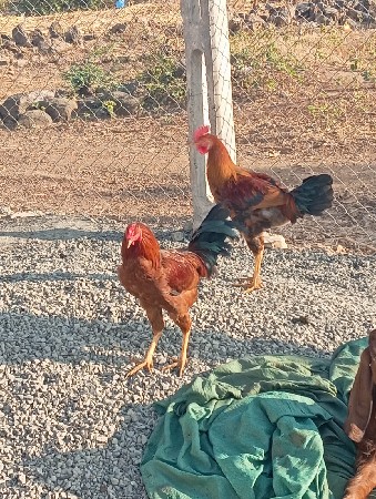ઓરિજિનલ દેશી મૂર્ધા છે