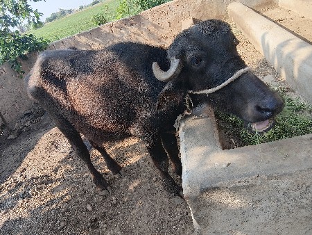 પાડી વેચવાની છે