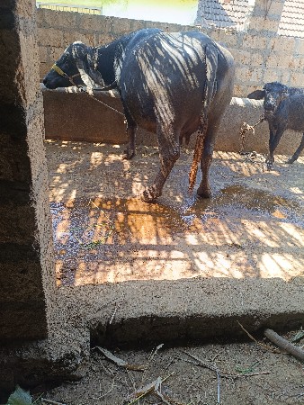 ભેસ. વેસવાનીસે