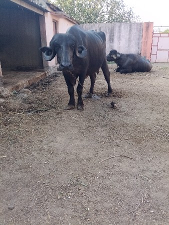 ખડેલી પેલુવેતર