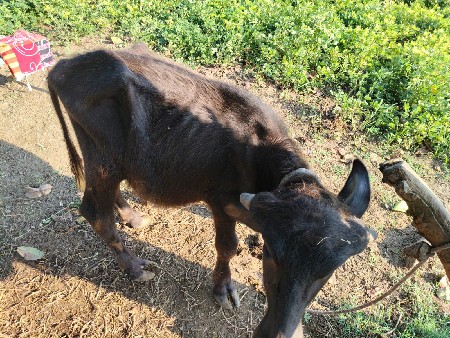 સંજય