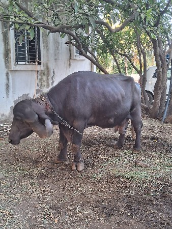જાફરાબાદી ભેસ વેચવાની છે