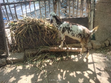 આ બકરી ત્રણ મહિના