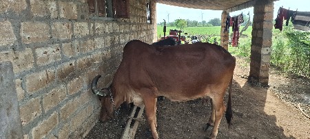 4 વેતર વ્યાસે