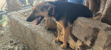 German shepherd