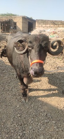 ત્રીજુ વેતર