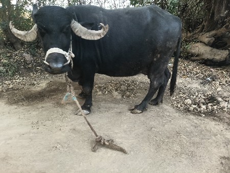 વેચવાની છે ભેંસ