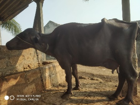 ભેંસ વેચવાની છે