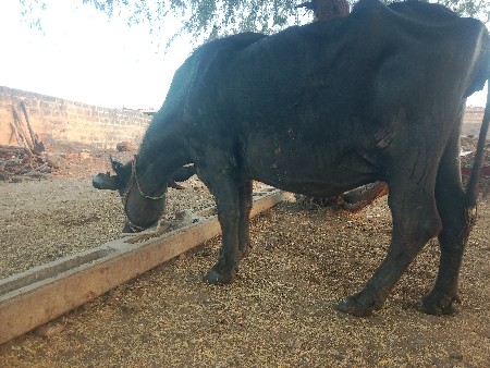 bhes vechavani che