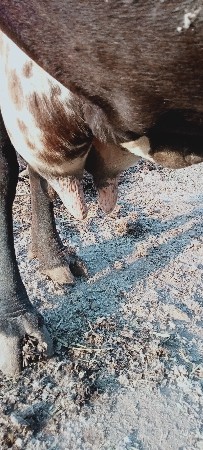 ક્રોસ ગાય વેચવાની છે