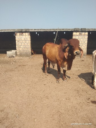 નીતીન savaliya
