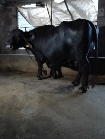 ભેંસ