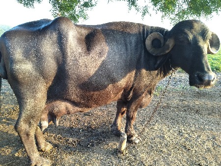 નારણ ભાઈ.બારાડી.