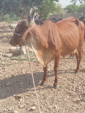ગાય વેચવાની છે