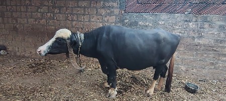 ભેંસ વેચવાની છે