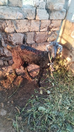 બે બકરી વેચવાની છે  12000 કિંમત છે