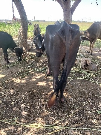 ખડેલી વેચવાની છે