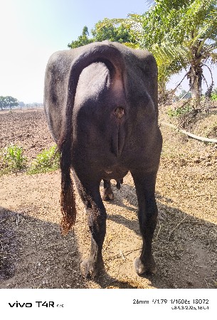 ભેંસ