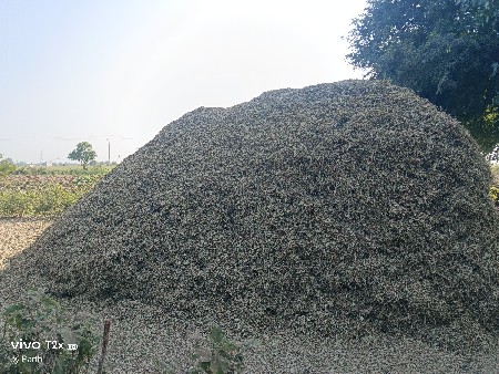 માંડવી નો પાલો 9 વીઘા નો