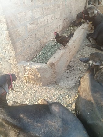 MURGI VECHVANI CHHE