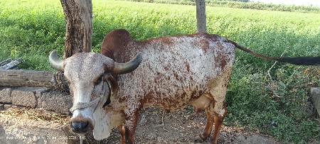 ગાય વેચવાની છે