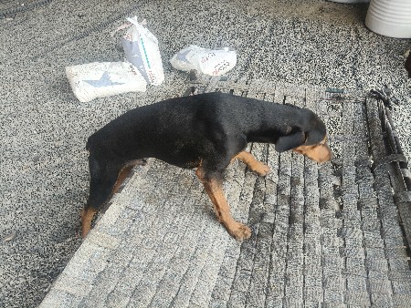 ડોબરમેન 7 મહિના નું (Dobermen)