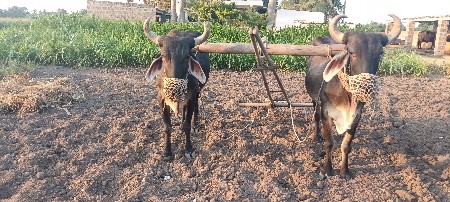 બરદવેસવાનાસે