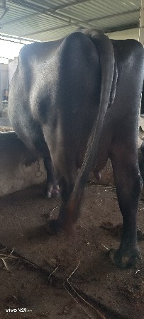 ભેંશ  વેશવાની છે